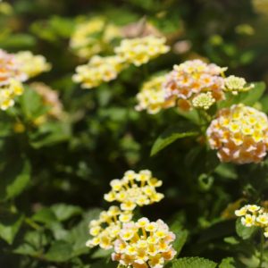 Friends of Hospice Commercial 1